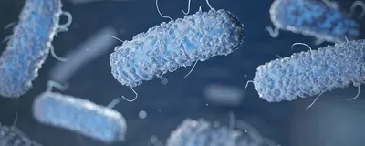 Bacillus